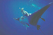 manta
