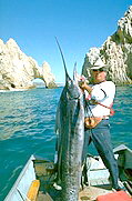 marlin